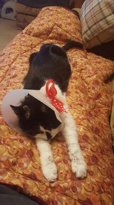 Her Cat Likes it Too